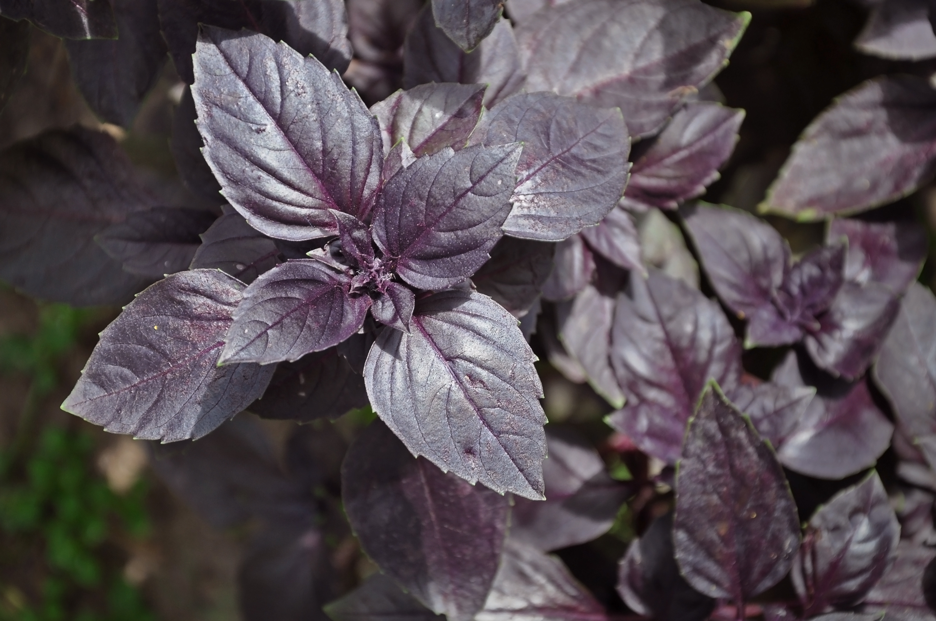 Lots of leaves growing ripe purple basil closeup. Selective focus