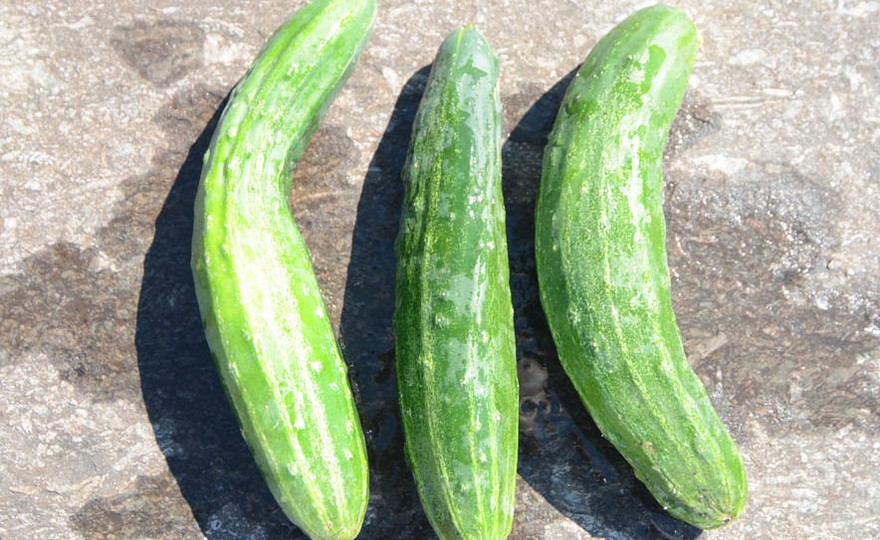 Shop Slicing Cucumber, English Seedless and other Seeds at Harvesting