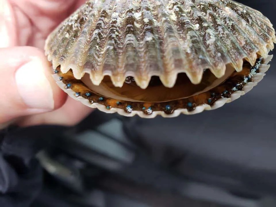 The Florida Bay Scallop Harvesting Nature