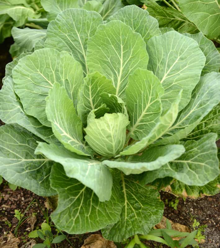 How To Cut Collard Greens From The Garden Fasci Garden