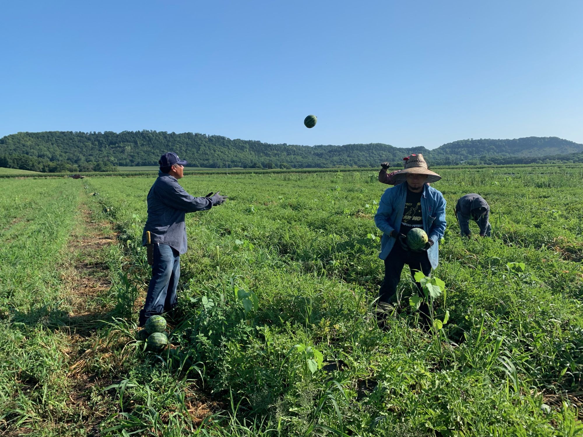 August Harvest Means Melons, Tomatoes, Peppers, and More! Farm