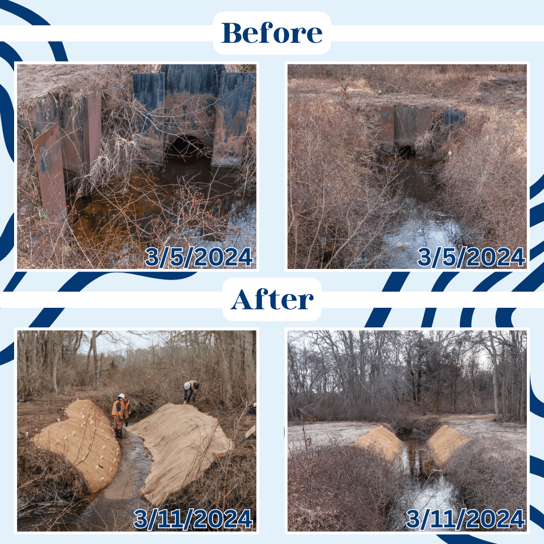 Cold Brook EcoRestoration Update Harwich Conservation Trust