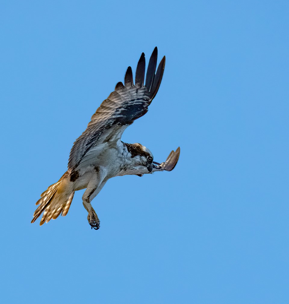 HCT News Harwich Conservation Trust