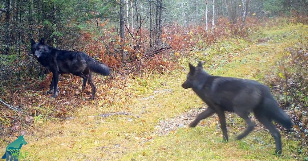 A Trail Cam Captures an Extremely Rare Pack Of Black Wolves In