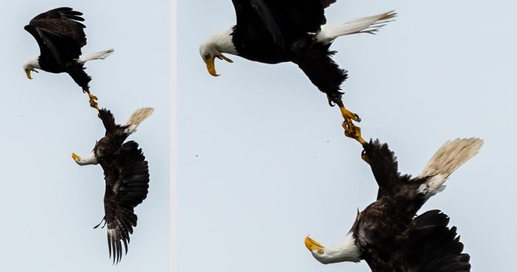 Photographer Captures Incredible Image of Two Eagles Locking Talons in