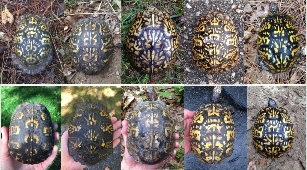 It’s Wild How Nature Weaves the Various Turtle Shell Patterns Hasan Jasim