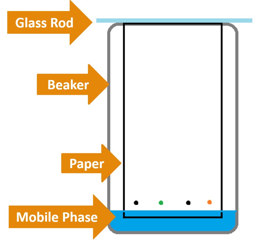 Paper Chromatography Catherine Haslag