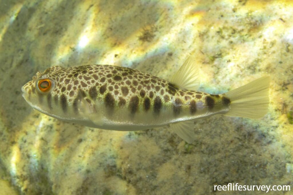Know Your Fish Common Toadfish Hastings Fly Fishers