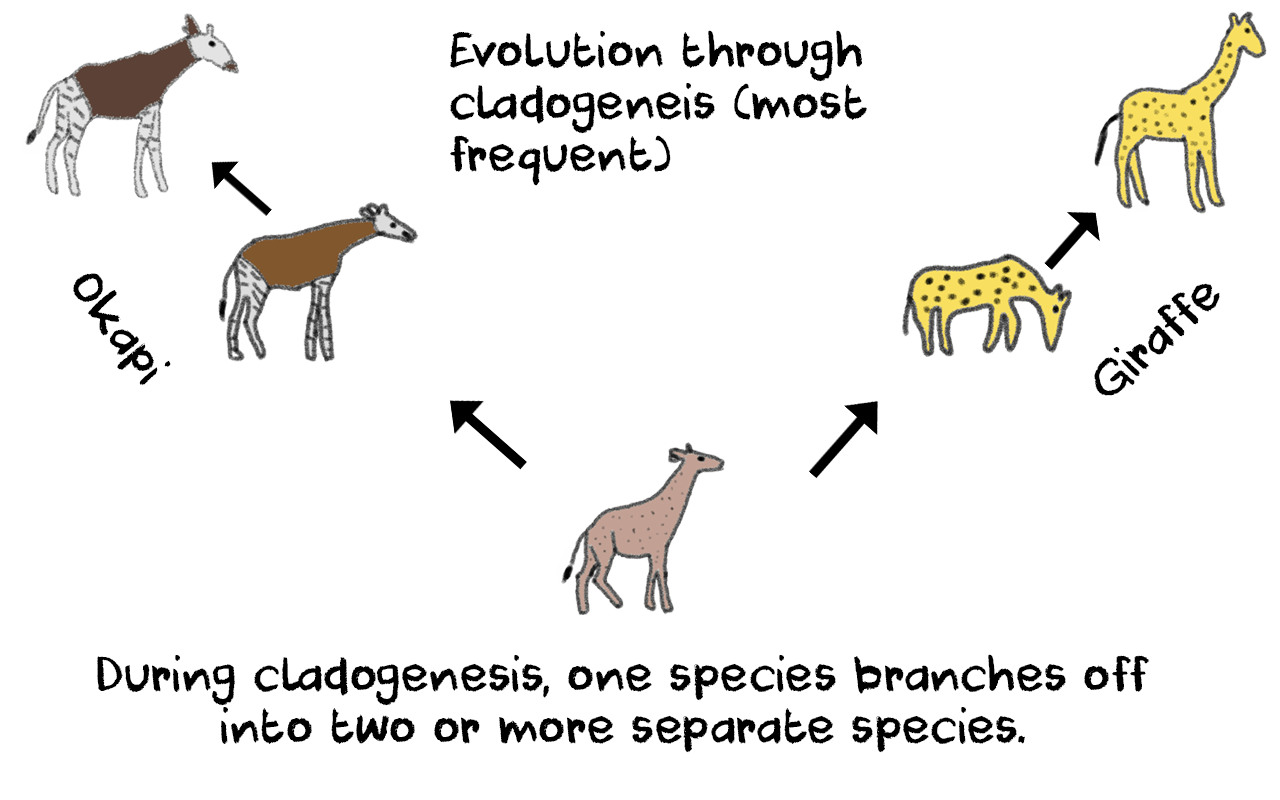 Anagenesis and Cladogenesis Definitions and Differences Hasty Reader