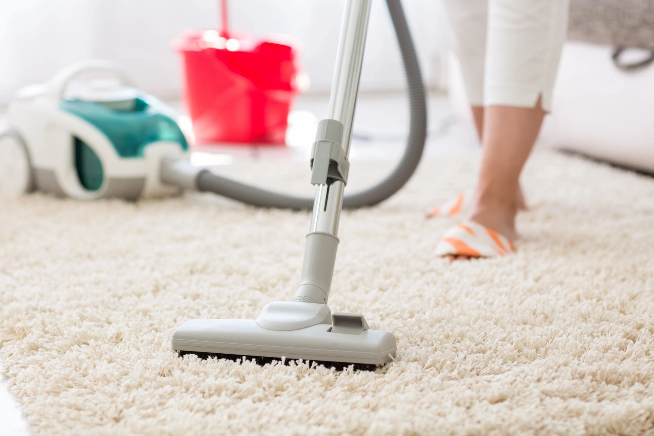 How to Get Rid of Carpet Beetles...For Good! Hatcher's Floors