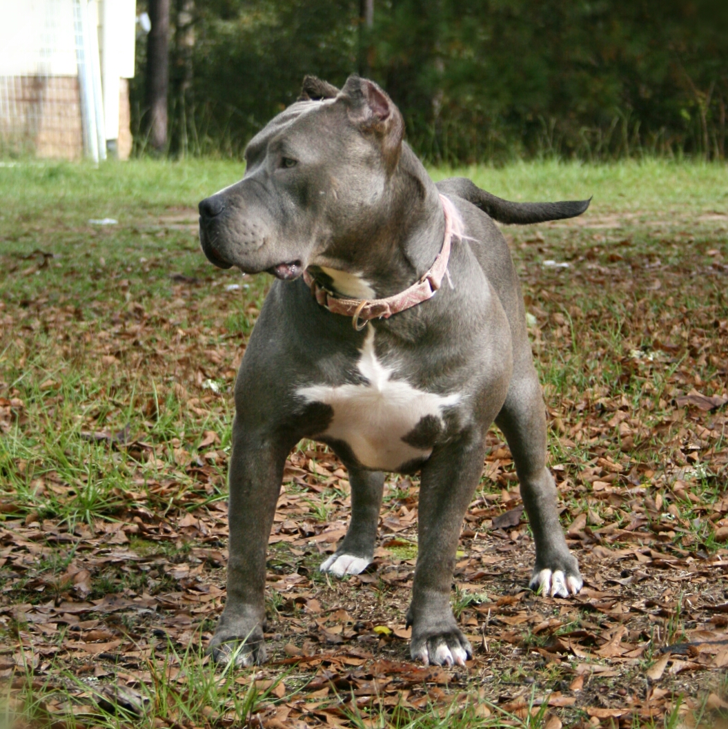 American Bully Females Hatchett’s Klassic Kennels