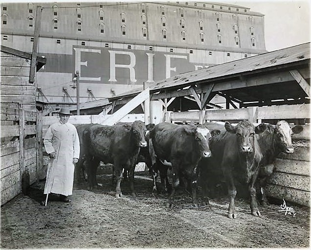 1896 Staten Island Cows Gone Wild in New York City at the Pavonia