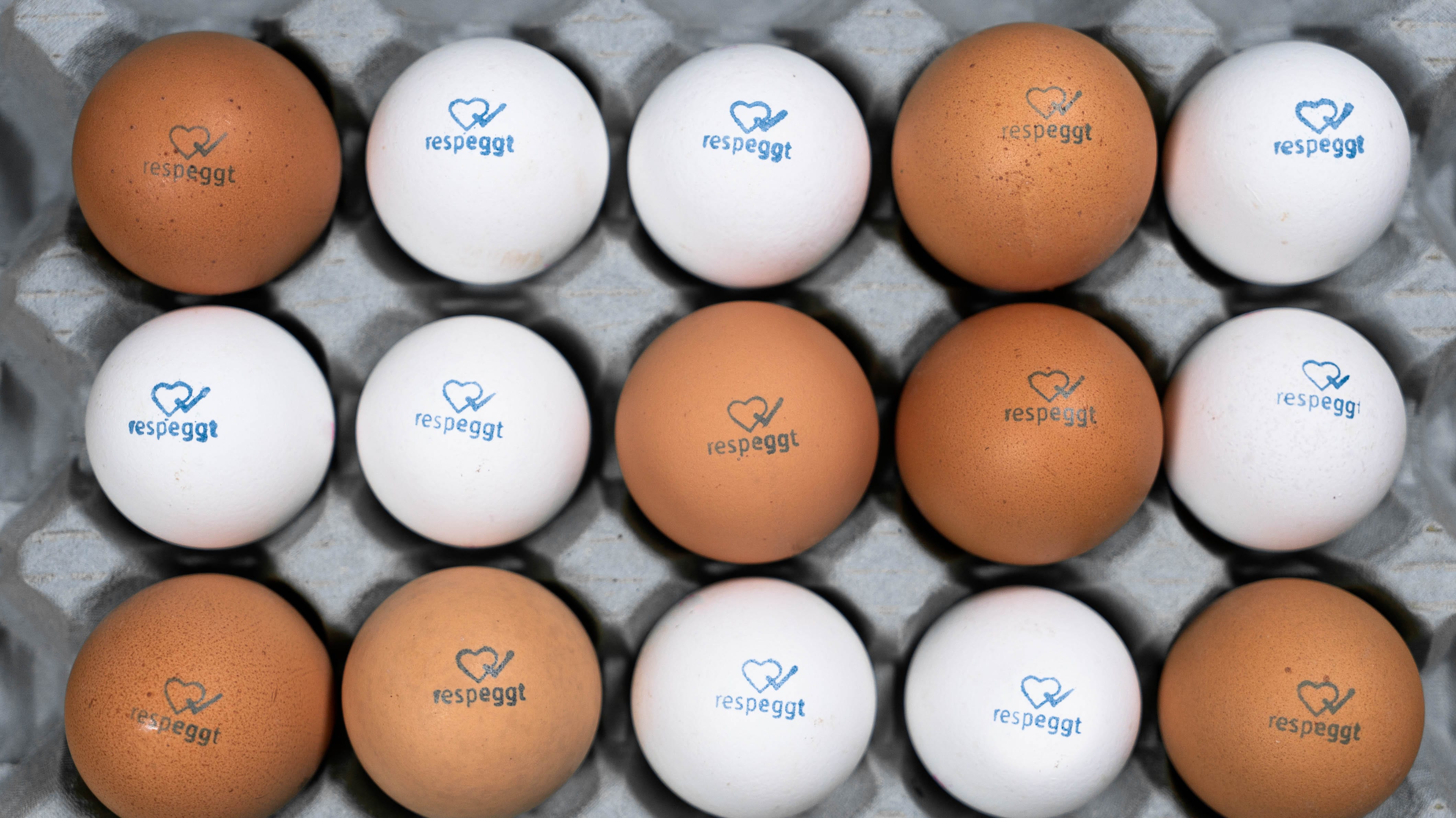 Respeggt Eggs introduced in Dutch Supermarket HatchTech
