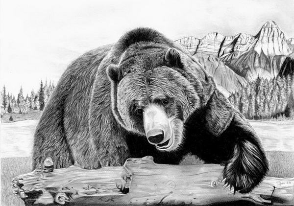 10+ Bear Drawings Showcase Hative