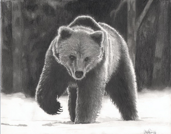 10+ Bear Drawings Showcase Hative