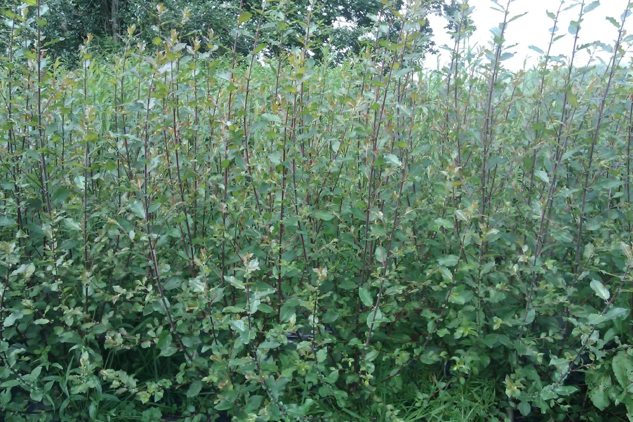 10 Black Willow cuttings (Salix Nigricans) Hatton Willow