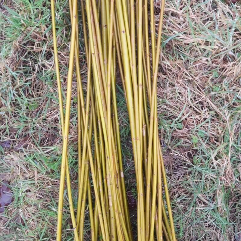 10 Flanders Red willow cuttings (Salix Alba Vitellina x Fragilis)