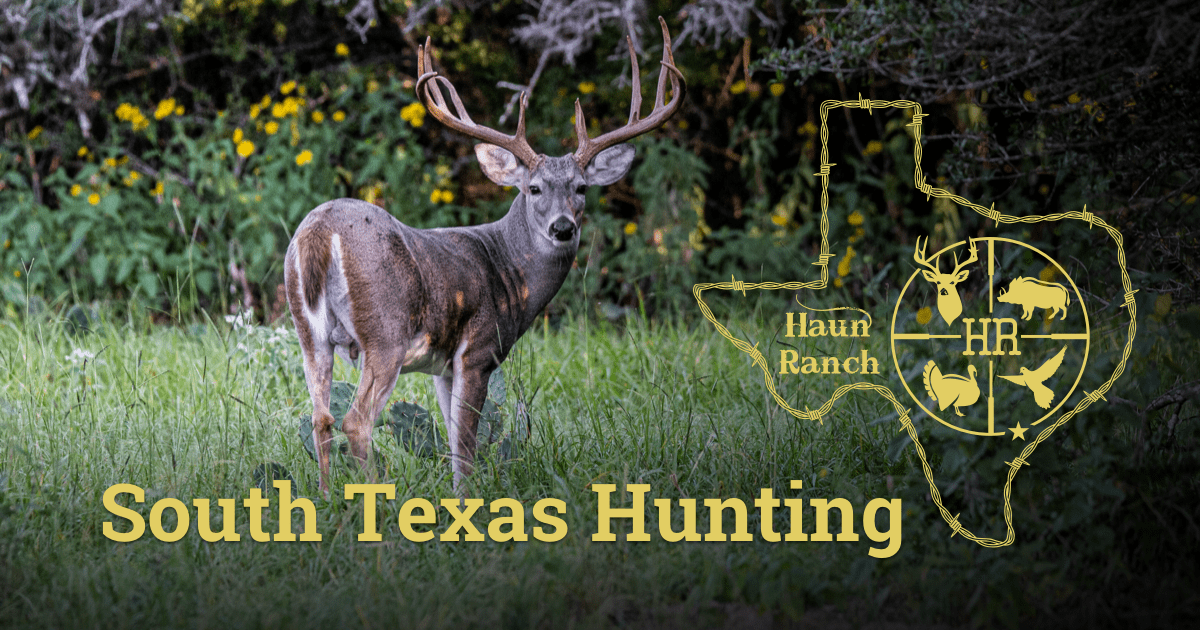 In South Texas Hunting Ranch