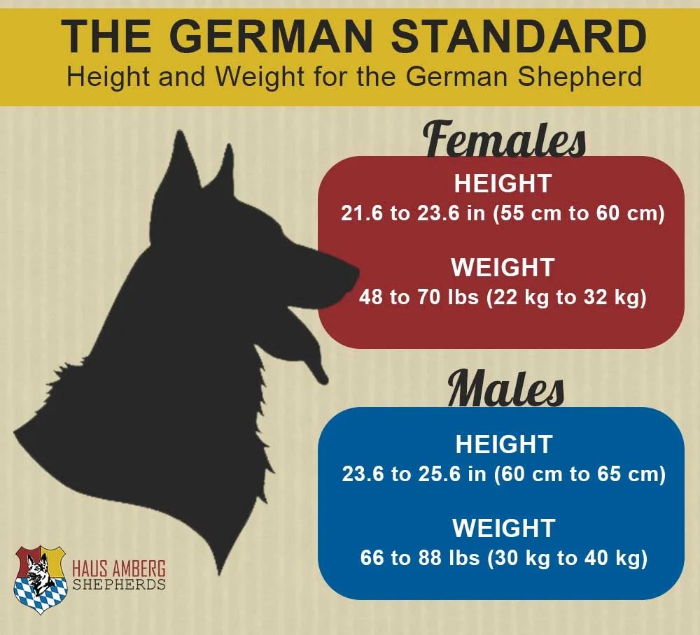 All 32+ Photos how tall is a german shepherd standing up Updated
