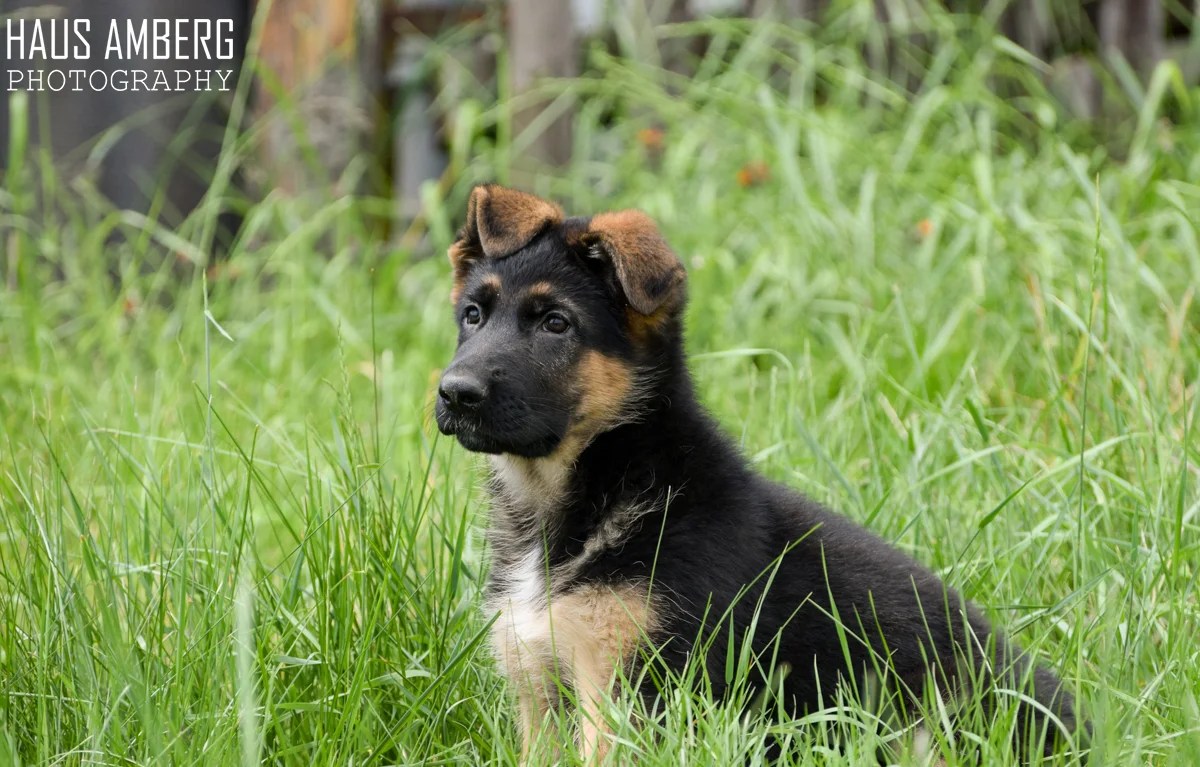 SOLD Direct Import Puppies From Germany German Shepherd Breeder