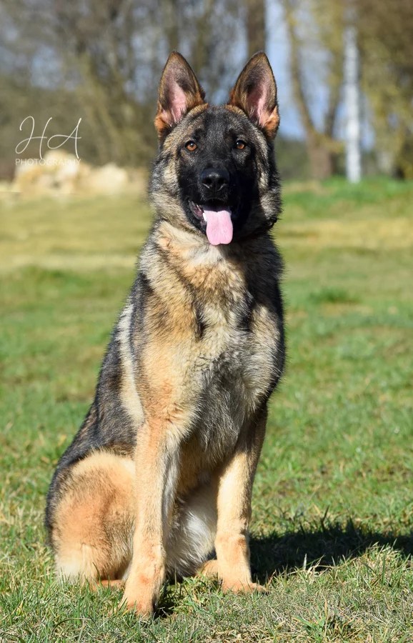 Sultan (Male) German Shepherd Breeder Puppies For Sale Haus Amberg