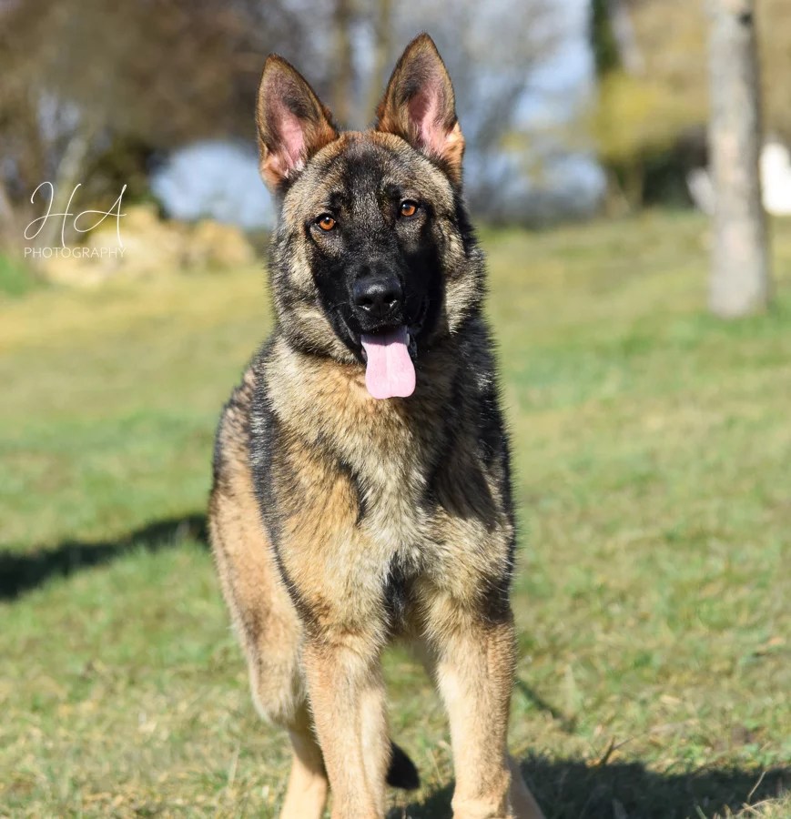 Sultan (Male) German Shepherd Breeder Puppies For Sale Haus Amberg