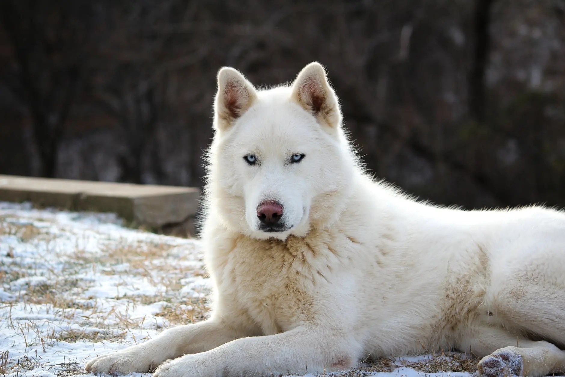 Siberian Husky König der kalten Klimazonen Haustieretipps.de