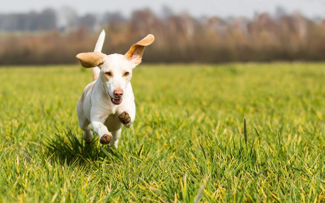 The Best Animal Rescue Tulsa Has to Offer Do You Need a
