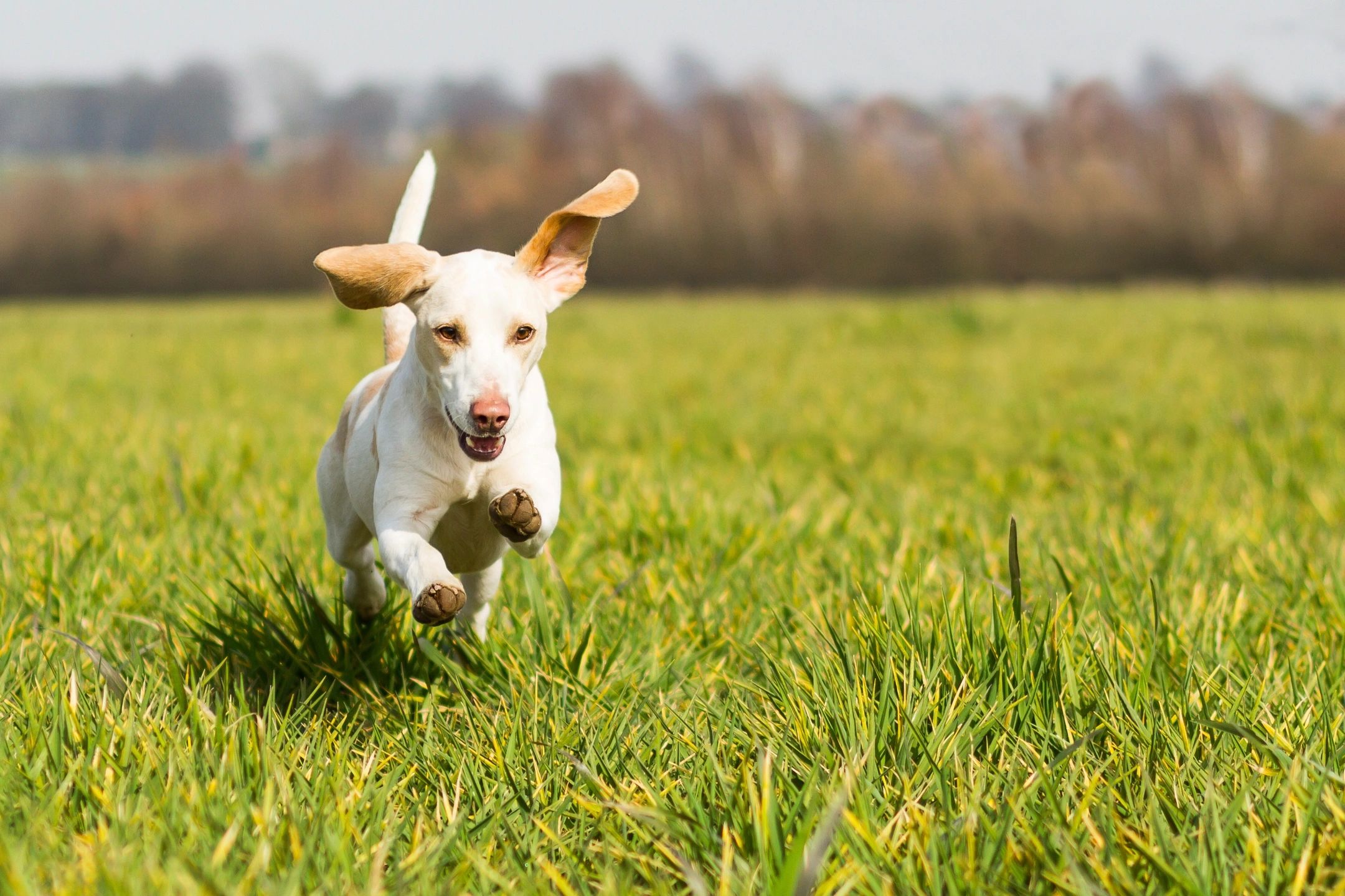 The Best Animal Rescue Tulsa Has To Offer We Know What To Do