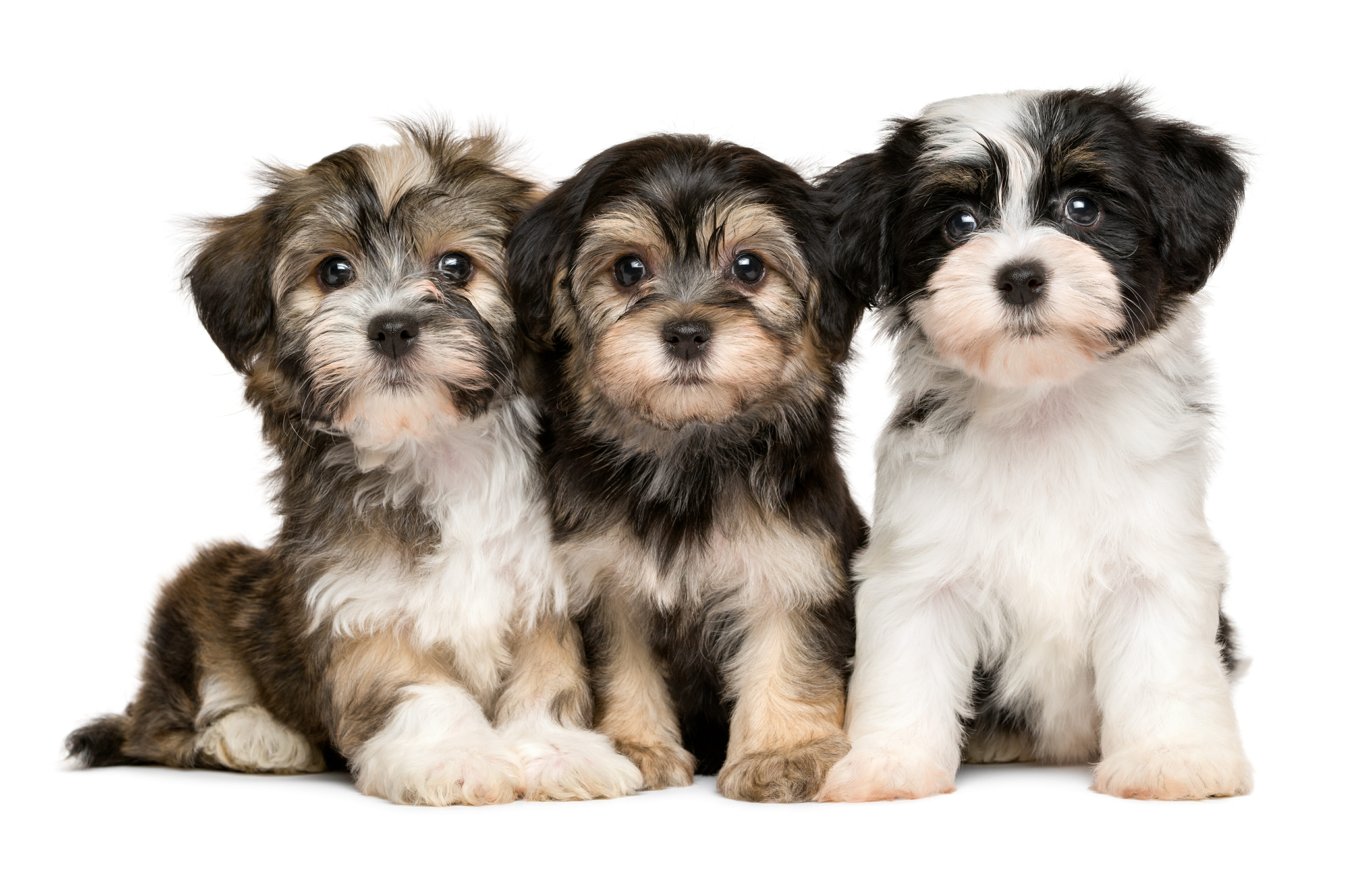Tips on How to Groom a Havanese Dog or Puppy Havanese Breeders