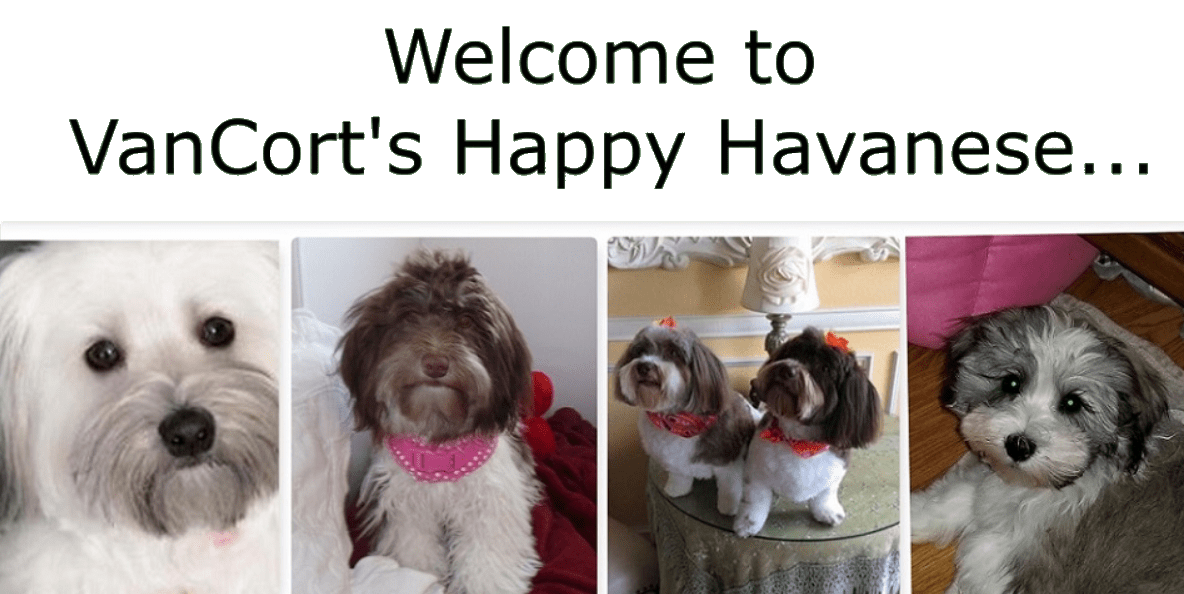 VanCort’s Happy Havanese Havanese Puppies Bathm Michigan