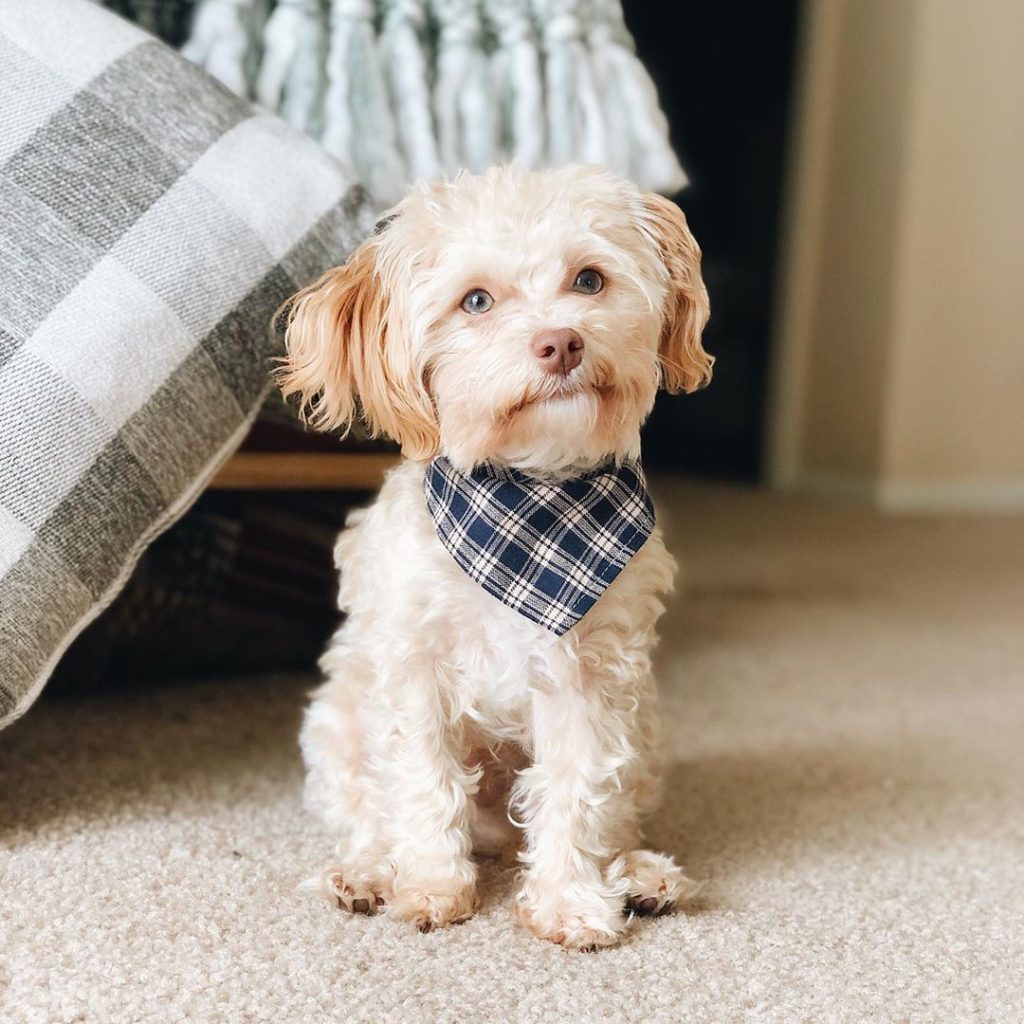 Havapoo The Definitive Guide To The Havanese & Poodle Mix