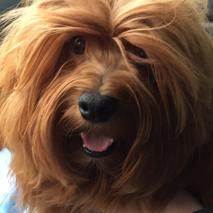 Alderon Farm Havanese Breeders Portland OR