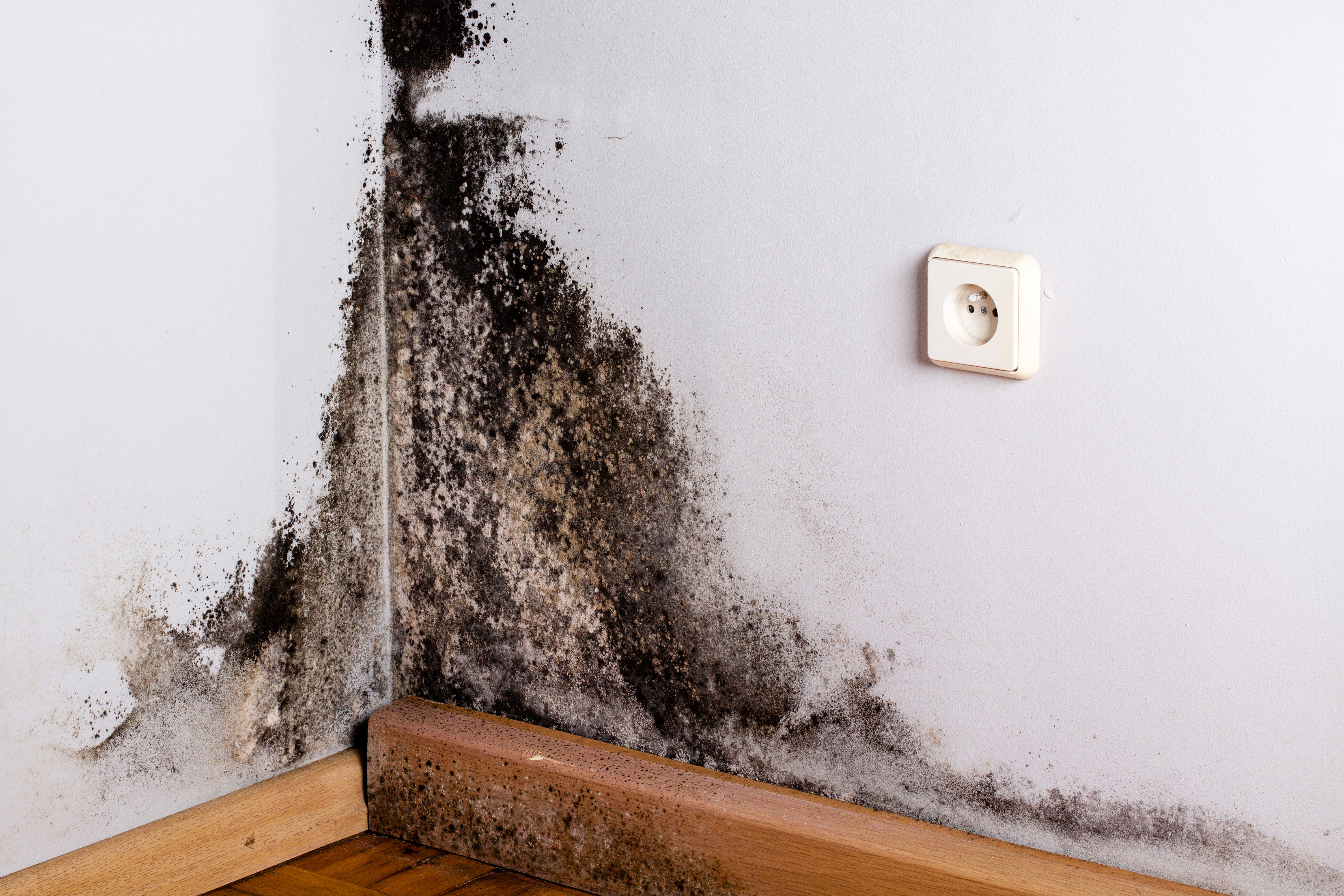 Black mold in the corner of room wall Haven Environmental