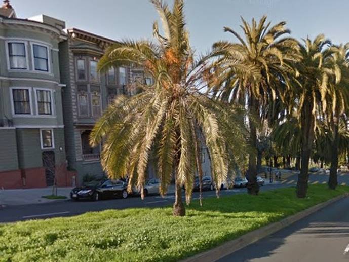 San Francisco’s Landmark Trees Haven Group