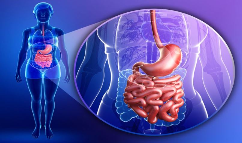Probiotics a closer look at gut health Haven Pharmacy