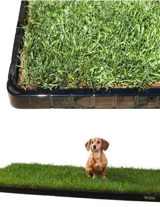 Does Dog Potty Grass Work? Best Dog Pee Pads & Delivery Porch Pads