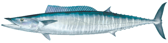 Wahoo (Ono)