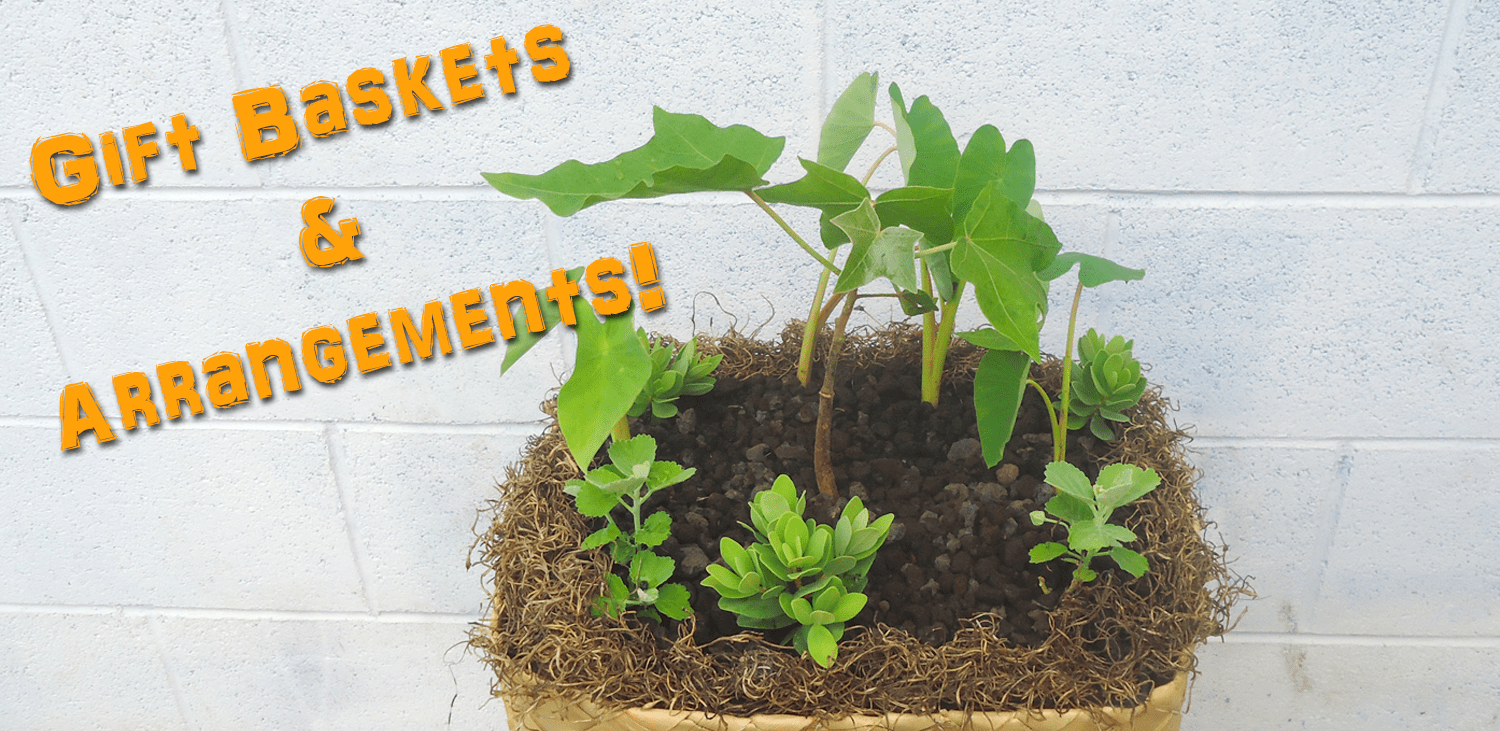 Native Hawaiian Plant Nursery Oahu HI Habitat Restorations