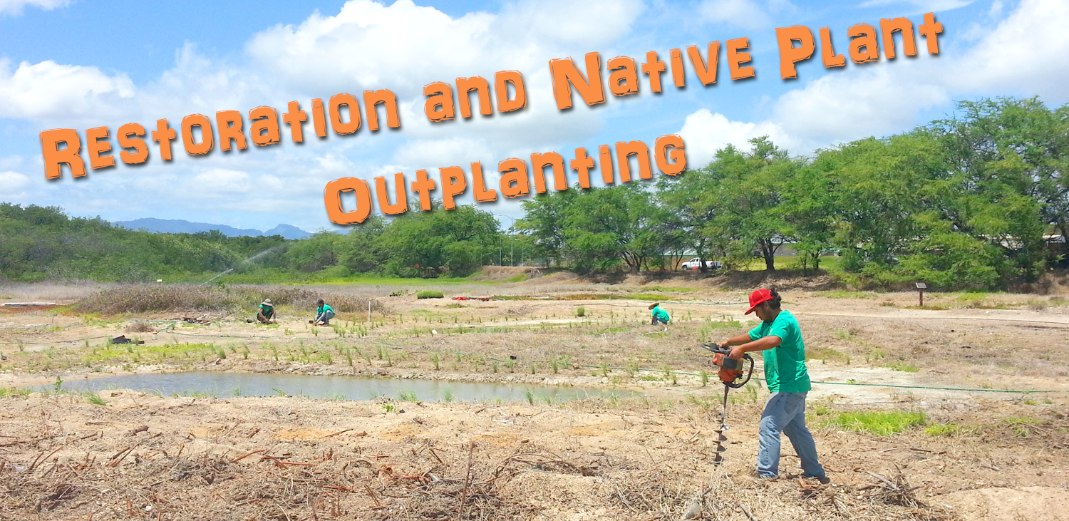 Native Hawaiian Plant Nursery Oahu HI Habitat Restorations