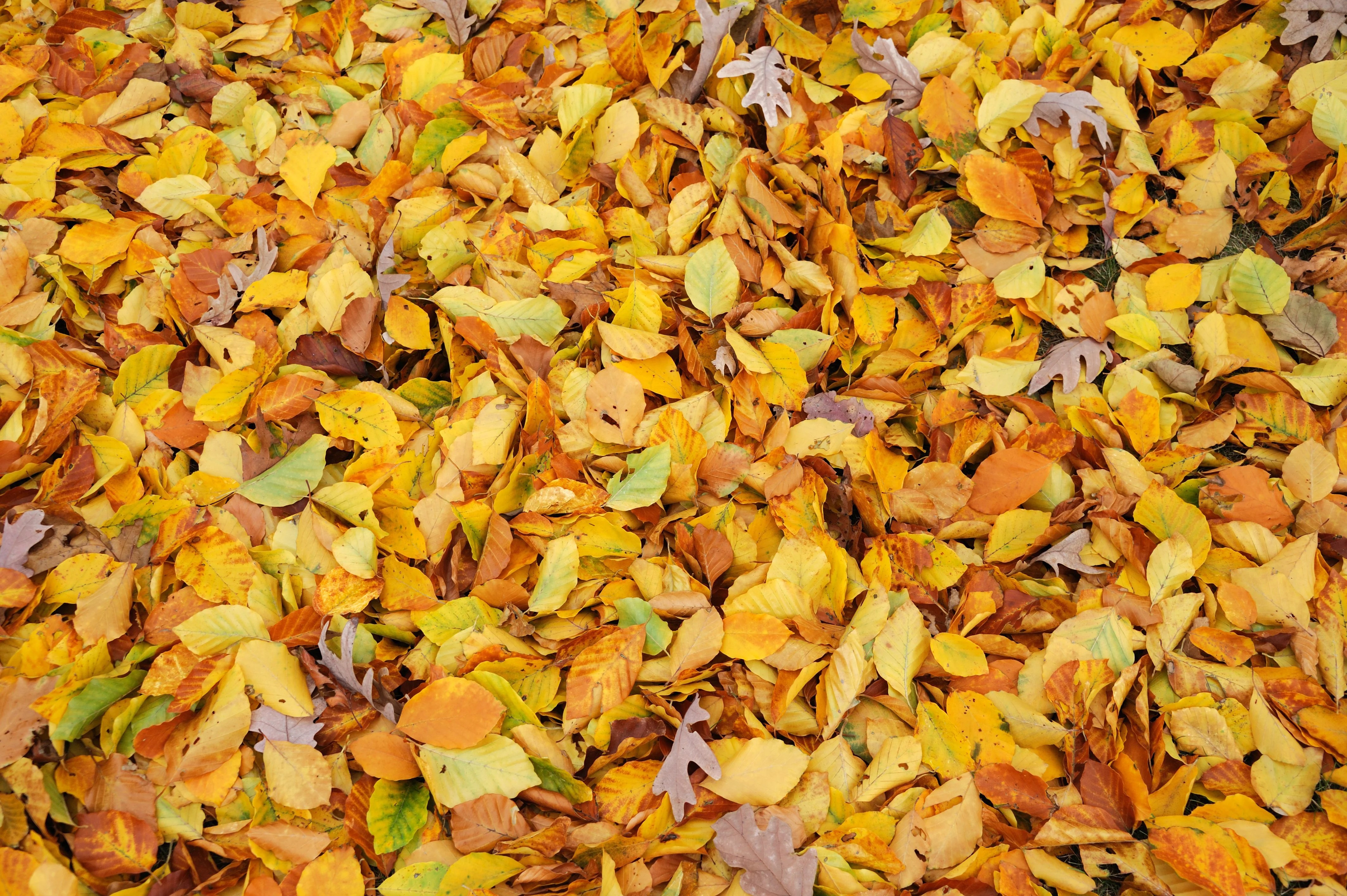 Keep Pool Cover Leaf Free Swimming Pools Hawaiian Pool Builders