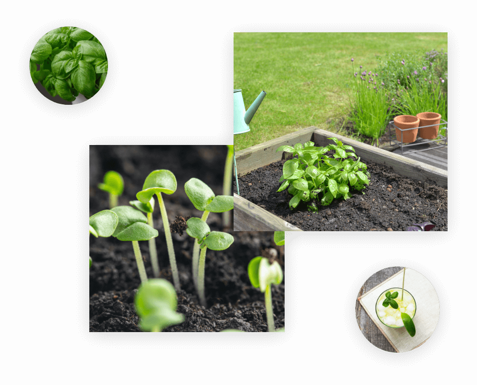 Sweet Basil Golden Basil