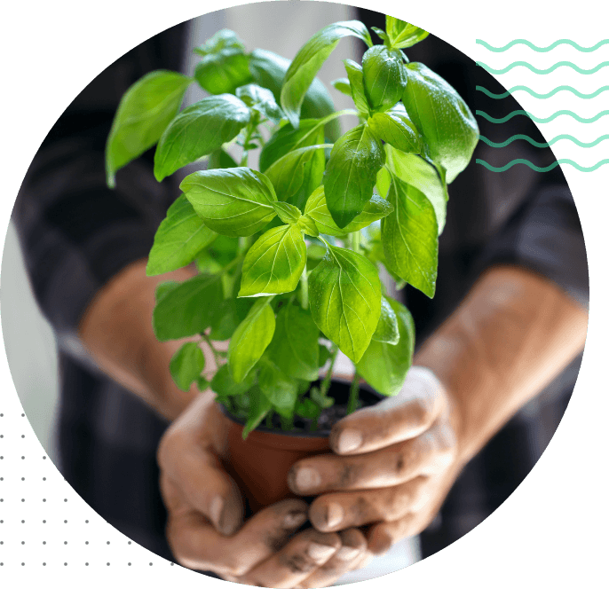 Thai Basil Golden Basil