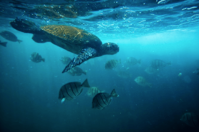 Top 10 Best Places for Snorkeling in Oahu Hawaii Gurus