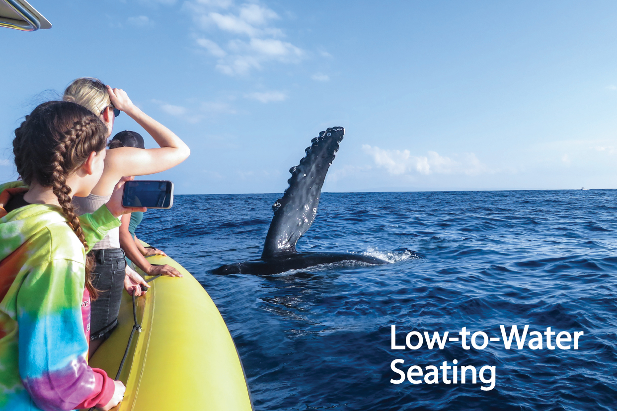 Maui Whale Watching EcoRafting Tours — Hawaii Ocean Rafting