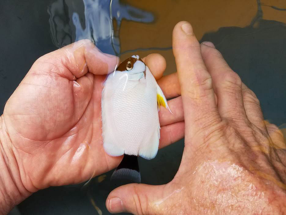 Hawaii Saltwater Fish RT Distributors (808) 2599997