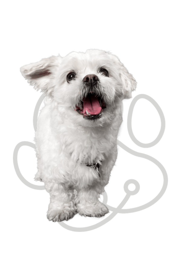 Best Veterinary Hospital Lake St Louis, MO Hawk Ridge Animal Hospital