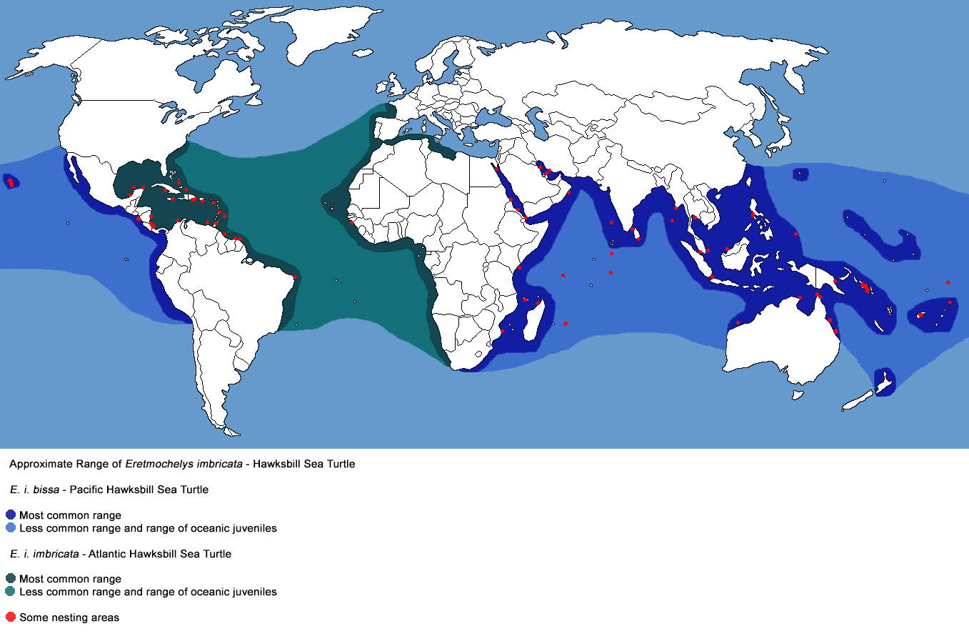 Green Sea Turtle Habitat Map