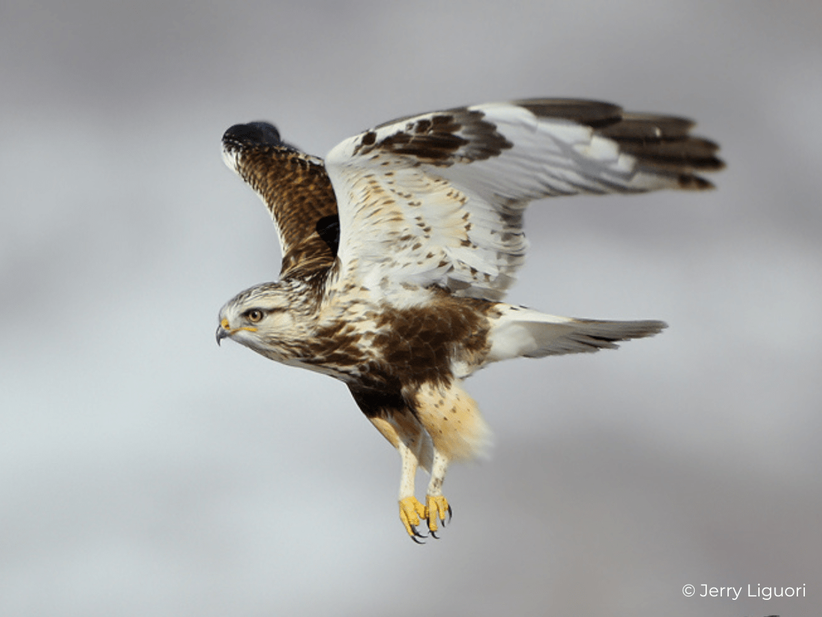 Roughlegged Hawk Fact Sheet HawkWatch International