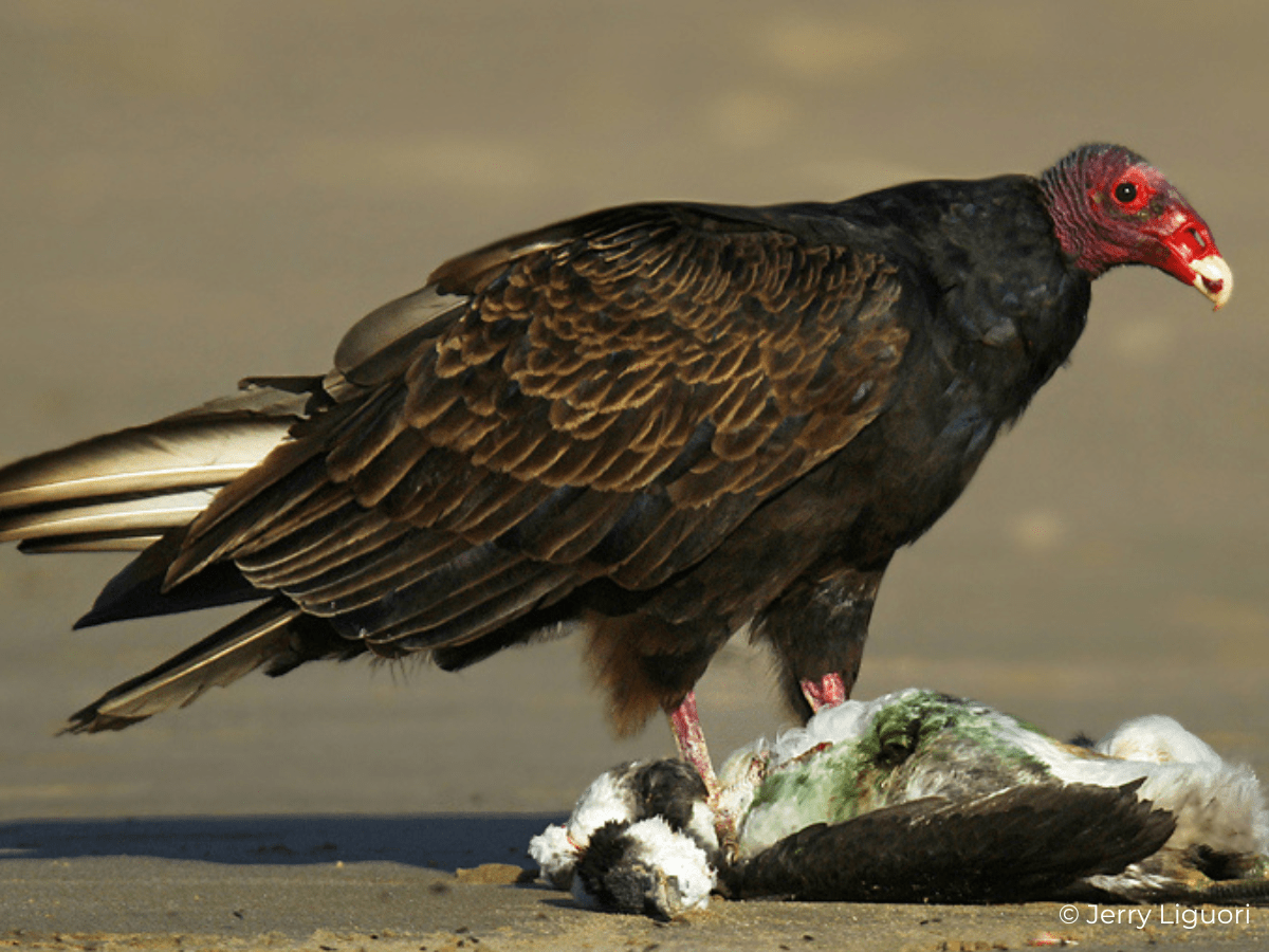 Turkey Vulture Fact Sheet HawkWatch International